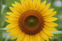 Bayan B | Dubai 🇦🇪